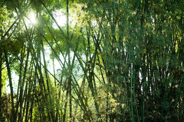 Groene bamboe natuur achtergronden