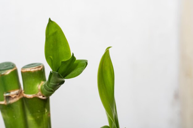 Groene bamboebladeren close-up met kopieerruimte