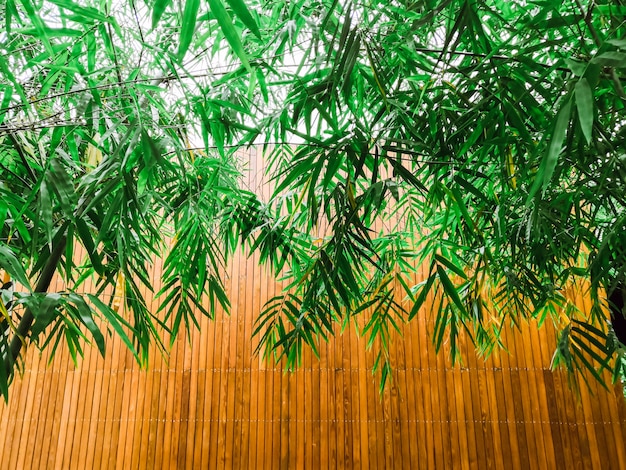 Groene bamboebladeren en houten platen