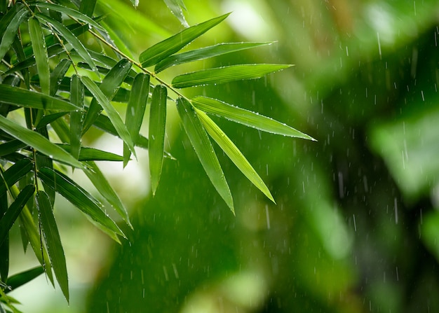 Groene bamboebladeren met het regenen