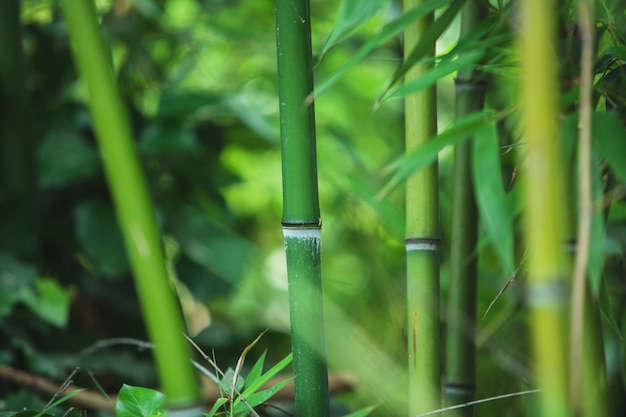 Groene bamboetextuur, prachtige groene bladeren en stengels