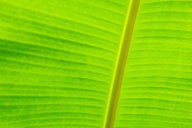 Groene banaan blad tropische palm gebladerte textuur achtergrond.