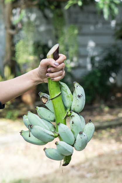 Groene banaan op boerderij. De holding van de hand toont groene bananen voor verkoopt.