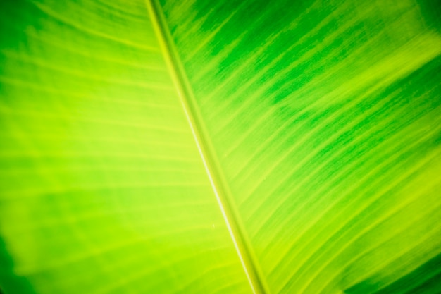 Groene banaanbladeren voor achtergrond