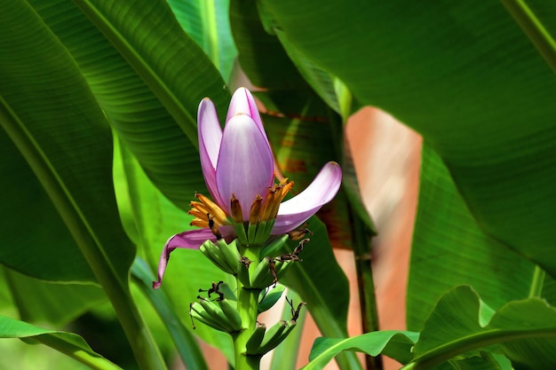 Groene bananen op de boom.