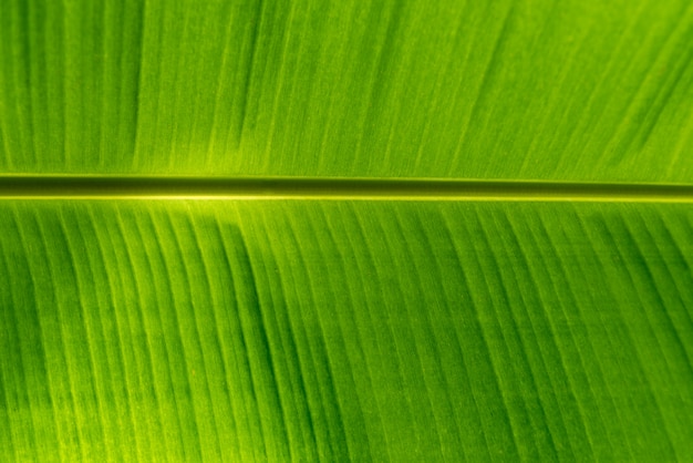 Foto groene bananenblad achtergrond