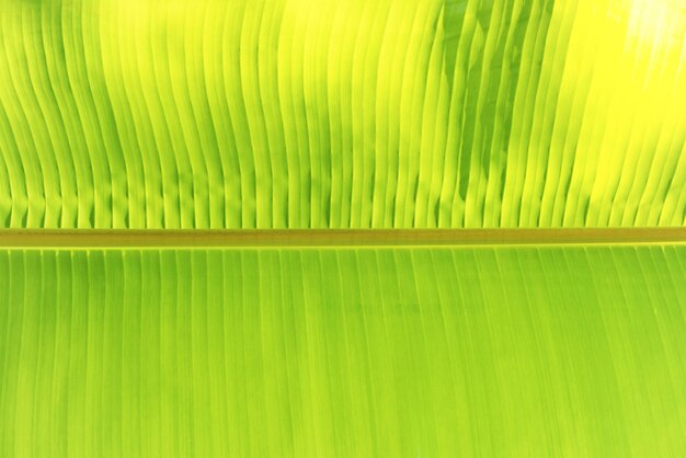 Groene bananenblad structuurpatroon als absctact natuur achtergrond