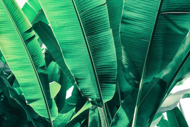 Groene bananenblad textuur achtergrond
