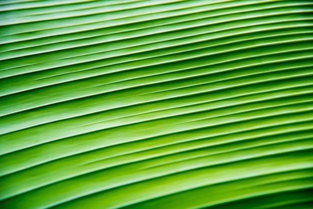 groene bananenblad textuur voor achtergrond