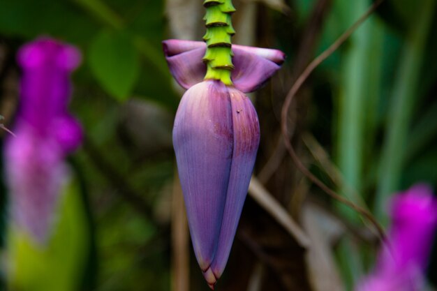 Groene bananenboom in de tuin