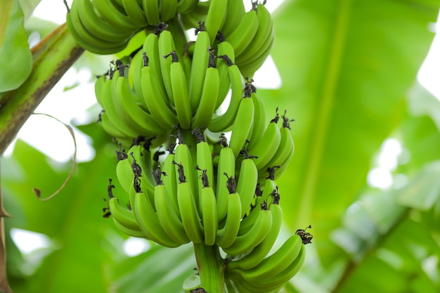 Groene bananenboom op het bananenveld