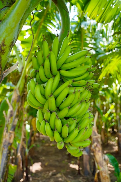 Groene bananenbos op landbouwgebied.