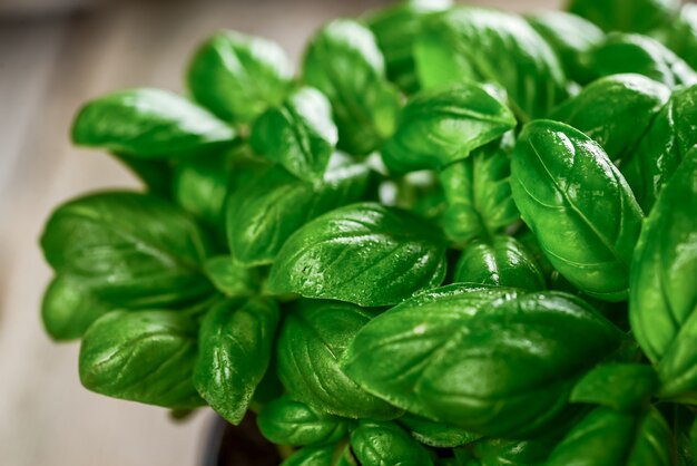 Groene basilicum in een pot op tafel