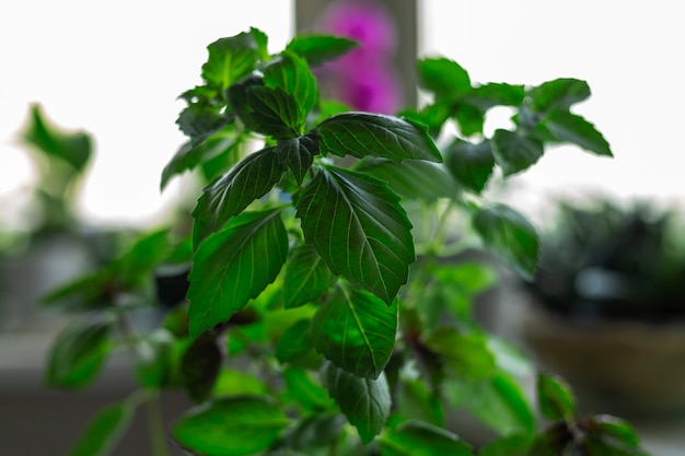 Groene basilicum plant in huis tuin op vensterbank op venster achtergrond