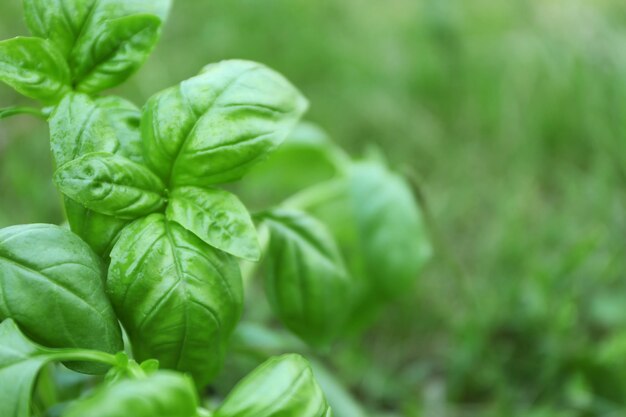 Groene basilicum plant op onscherpe achtergrond