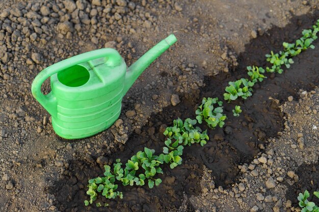 Groene bedden van jonge planten worden in de grond geplant en van een waterpot bekeken. Het concept van tuinbouw, landbouw en boerenbouw