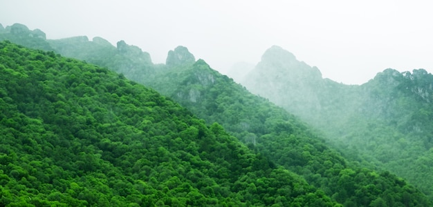 Groene bergen in mist panoramische natuurbeeld Berglandschap en koude mist in de ochtend 3D