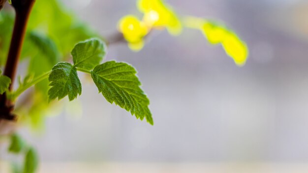 Groene bessen bladeren op een struik in de tuin bij zonnig weer