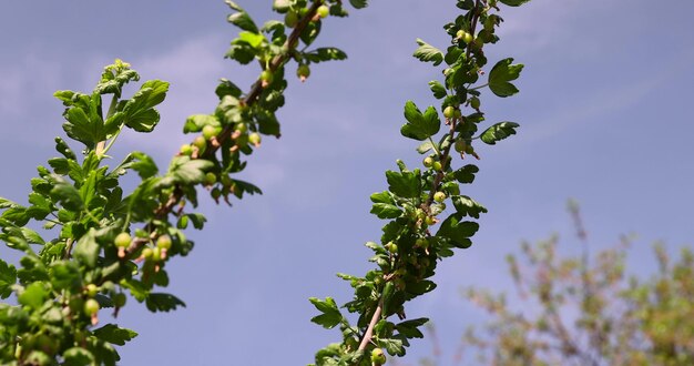 groene bessen op kruisbessenstruiken tegen een blauwe achtergrond