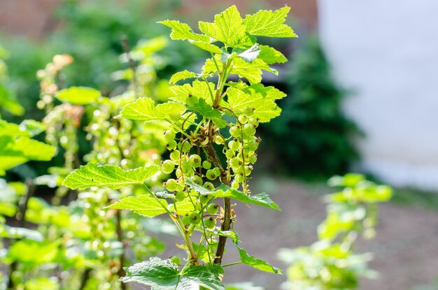 Groene bessenstruik onder zonlicht