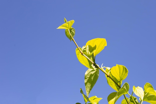 Groene betelbladeren Verse piper betle