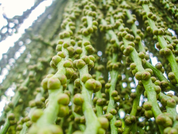 Groene betelnoot groep