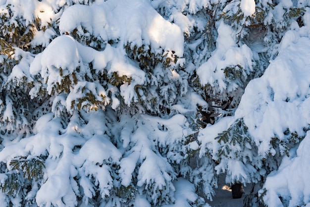 Groene bevroren dennentakken bedekt met een dikke laag sneeuw van een mooie grote spar die in het bos groeit. Het concept van groenblijvende bomen en kerst- en winterlandschap