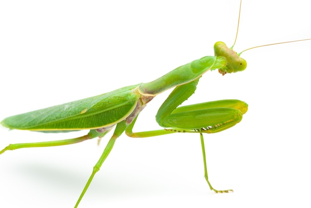 Groene bidsprinkhaan geïsoleerd op witte achtergrond