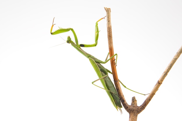 Groene bidsprinkhaan zit op een boomtak op een witte achtergrond insect roofdier natuur en zoölogie