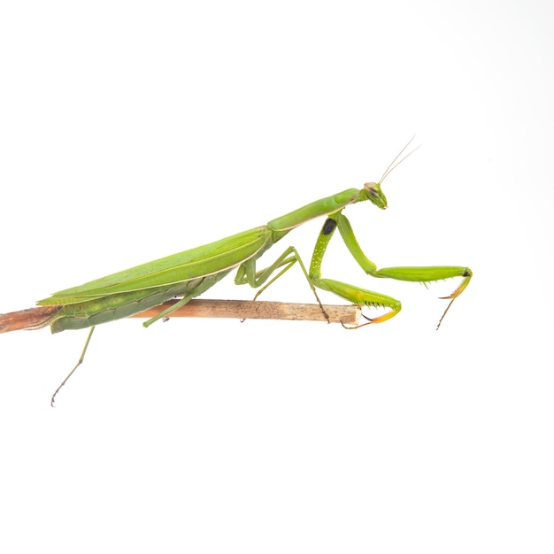 Groene bidsprinkhaan zit op een witte achtergrond insect roofdier natuur en zoölogie