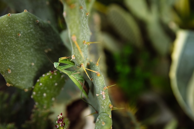 Groene bidsprinkhaan zoekt prooi op een cactus