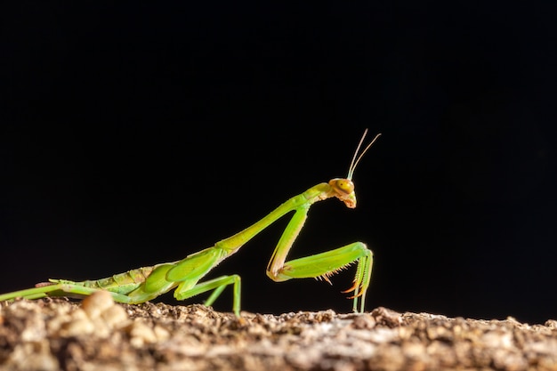 Groene bidsprinkhaan