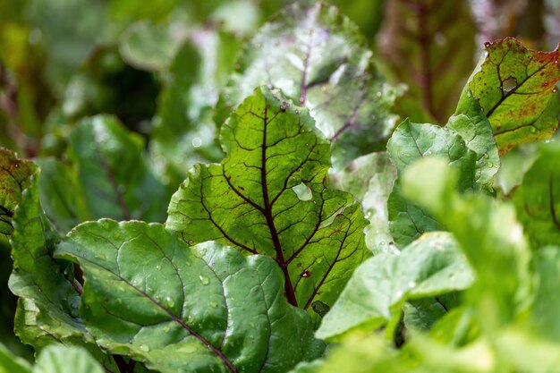 Foto groene bietblaadjes in de tuin