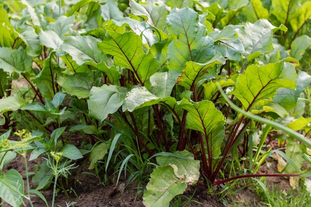 Groene bietenbladeren in de tuinclose-up