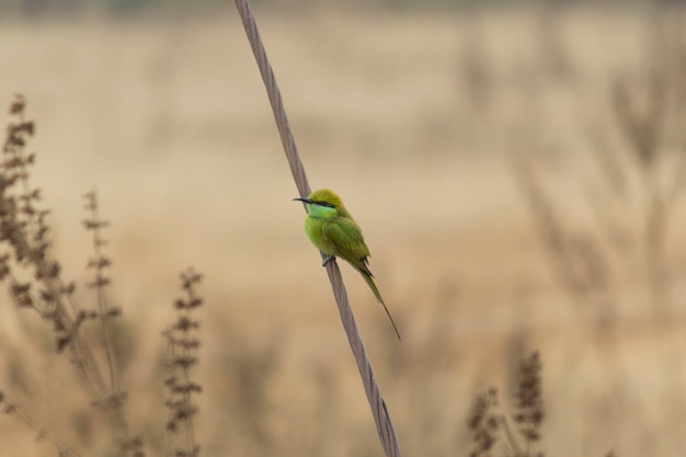 Foto groene bijeneter vogel op een tak