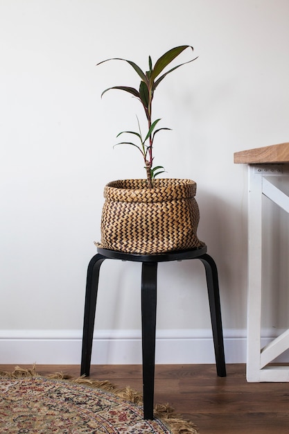 Groene binnenplant in een rieten pot. De leefruimte verfraaien met groene planten. Kamerplant. Kopieer ruimte. Hoge kwaliteit foto