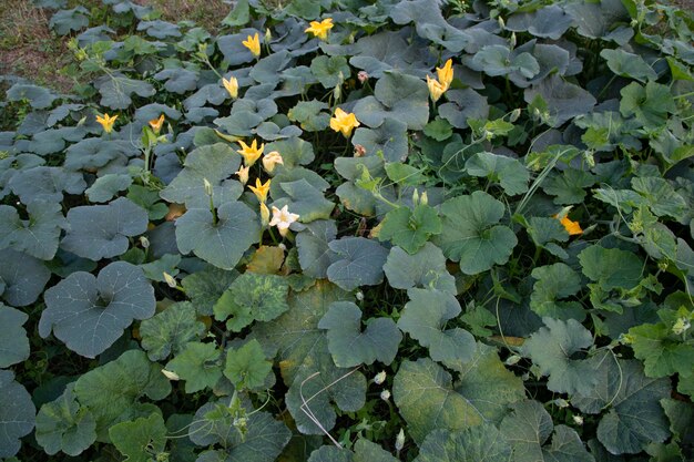 Groene biologische groente zoete pompoen plantage in de tuin