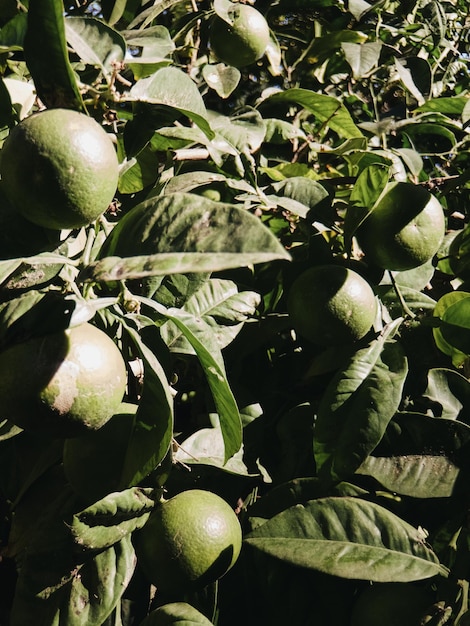 Foto groene biologische verse vruchtenbladeren