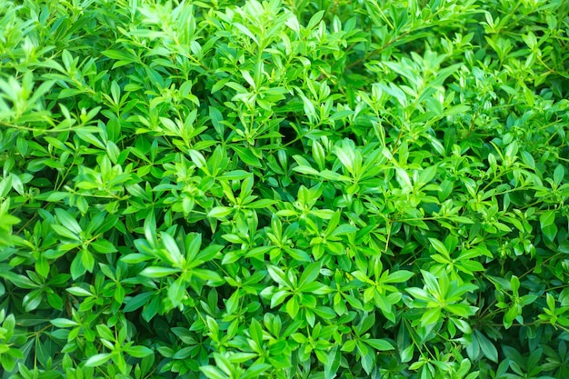 Groene blad achtergrond bladeren textuur