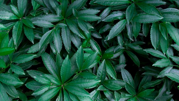 groene blad achtergrond natuur achtergrond