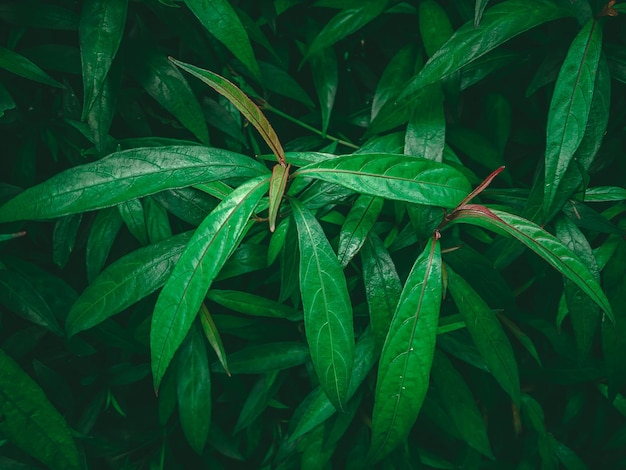 Groene blad achtergrond