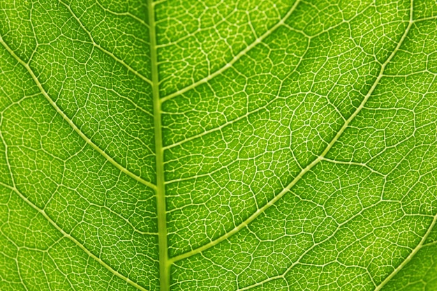 Groene blad achtergrond