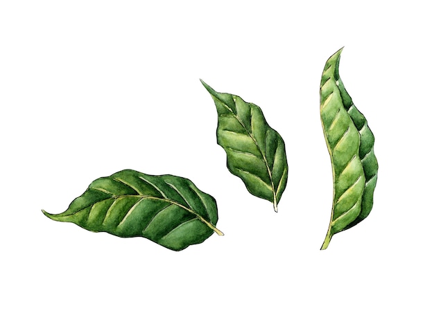 Groene blad aquarel illustratie Blad clipart op een witte achtergrond Vers gebladerte van de boom