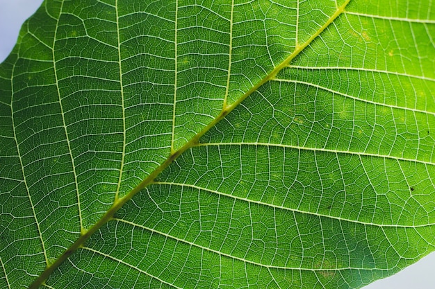 Groene blad close-up