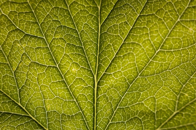 Groene Blad Close-up