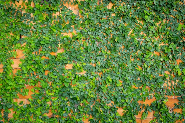 groene blad en muur achtergrond en textuur