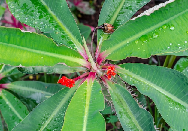 Groene blad en waterdruppel na regentijd