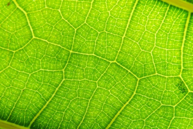 Groene blad macro achtergrond Close-up textuur en patroon van biologische plant Natuur gebladerte biologie