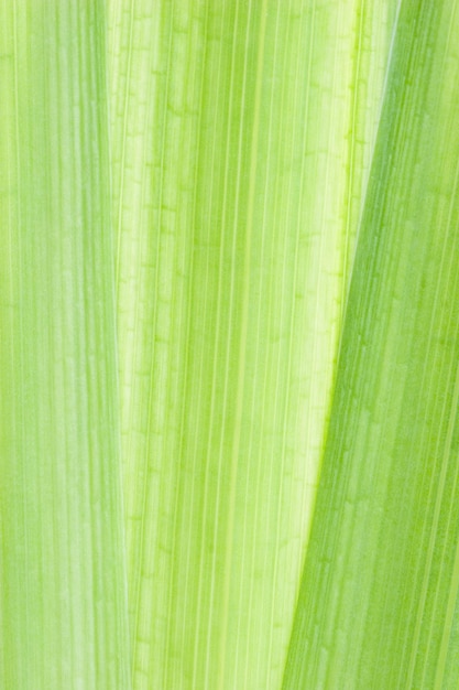 Groene blad macro opname