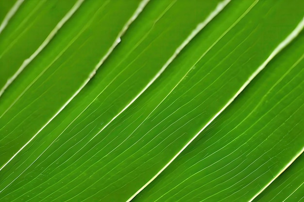 Groene blad macrofoto